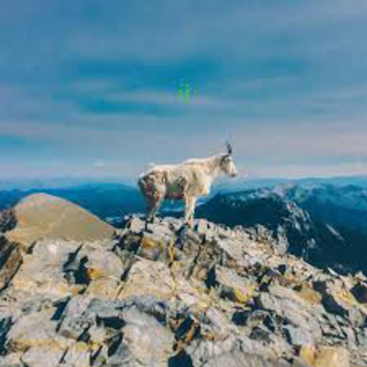 ii