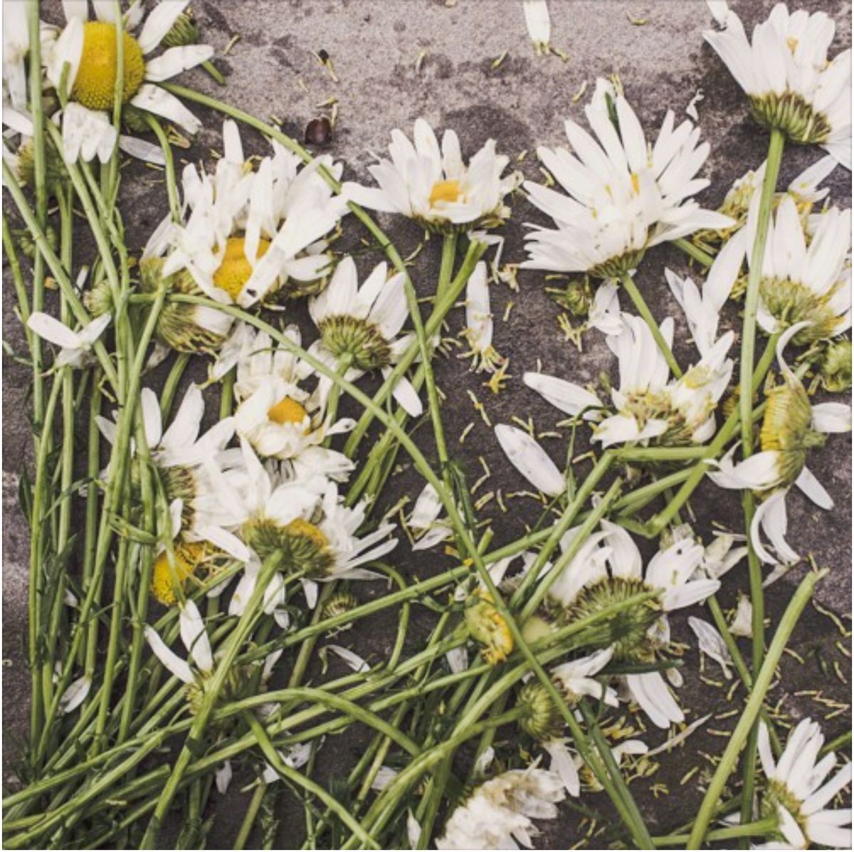 In Search For Embers - This Day Will Come