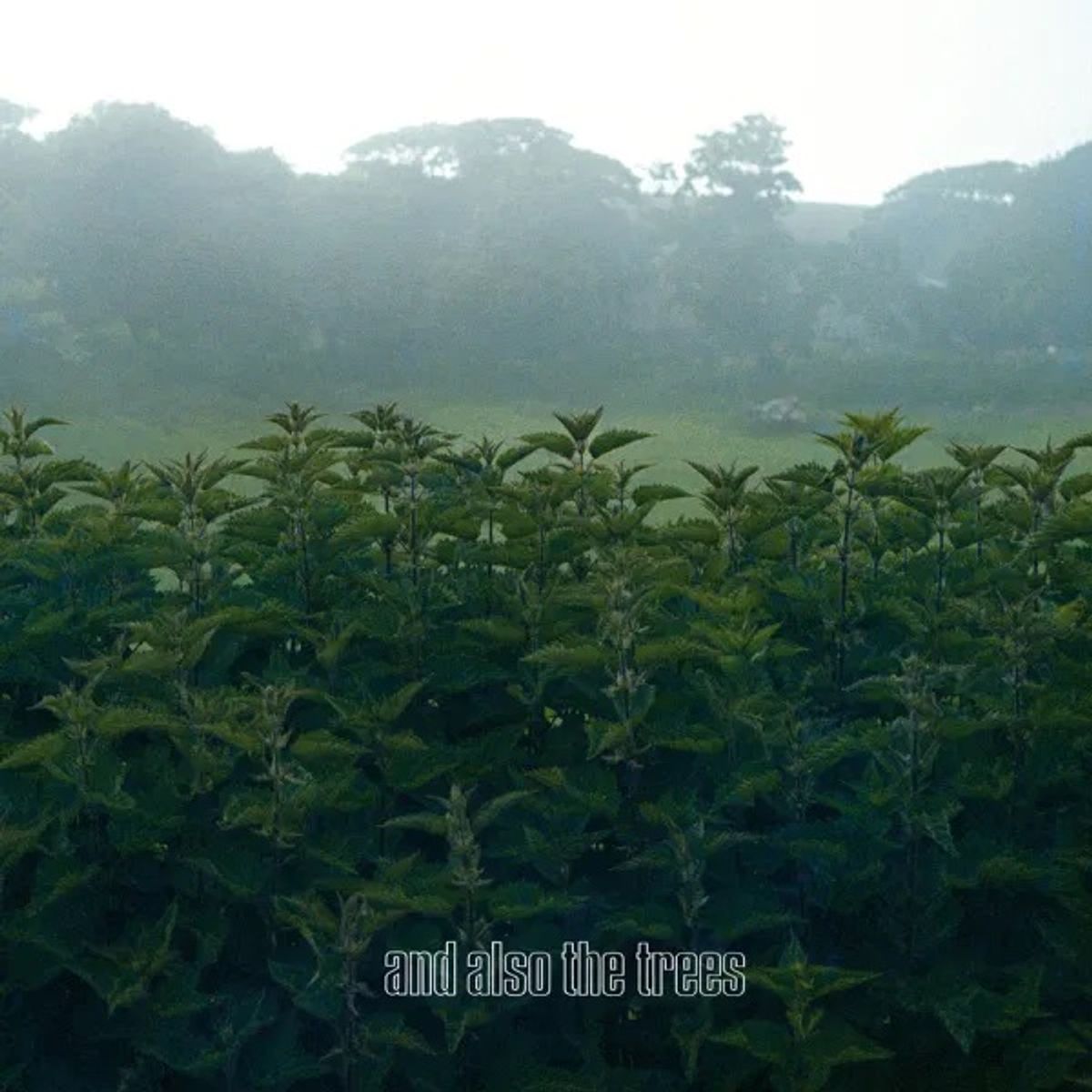 And Also The Trees brengt debuut opnieuw uit