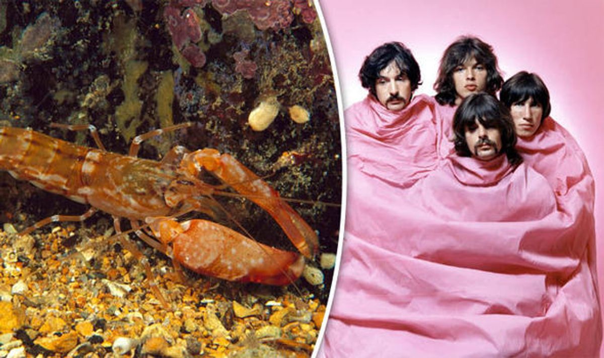Pas ontdekte garnaal wordt vernoemd naar Pink Floyd