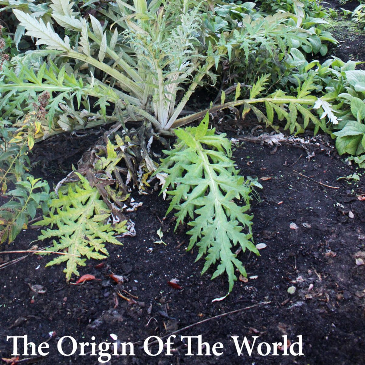 Woolvs - Origin Of The World