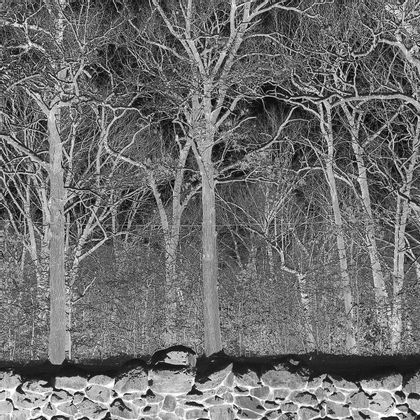 Wolf Vanwymeersch / WHOLES